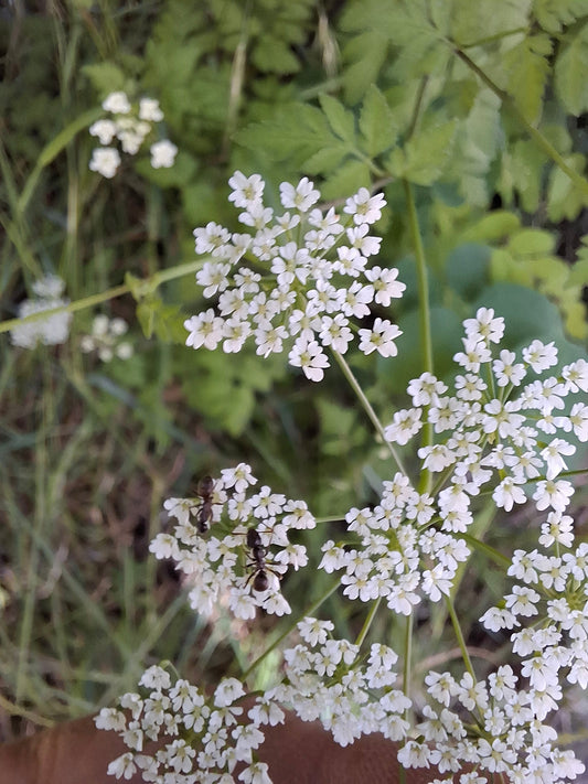 Fluitekruid